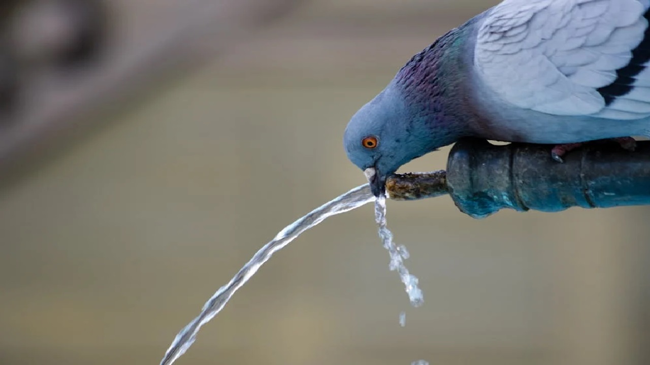 L’eau douce, le défi de l’or bleu